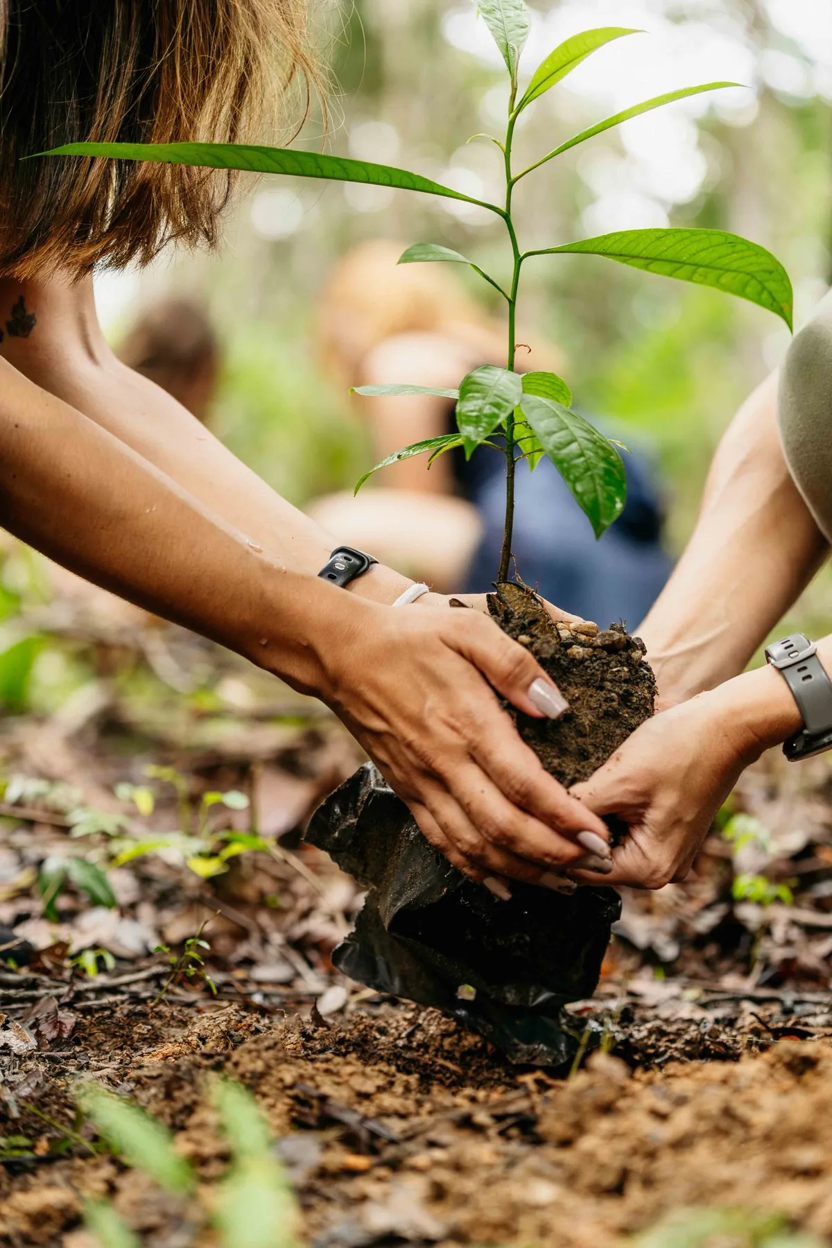 Detalhe íntimo da floresta amazônica, a vida acontecendo no cenário