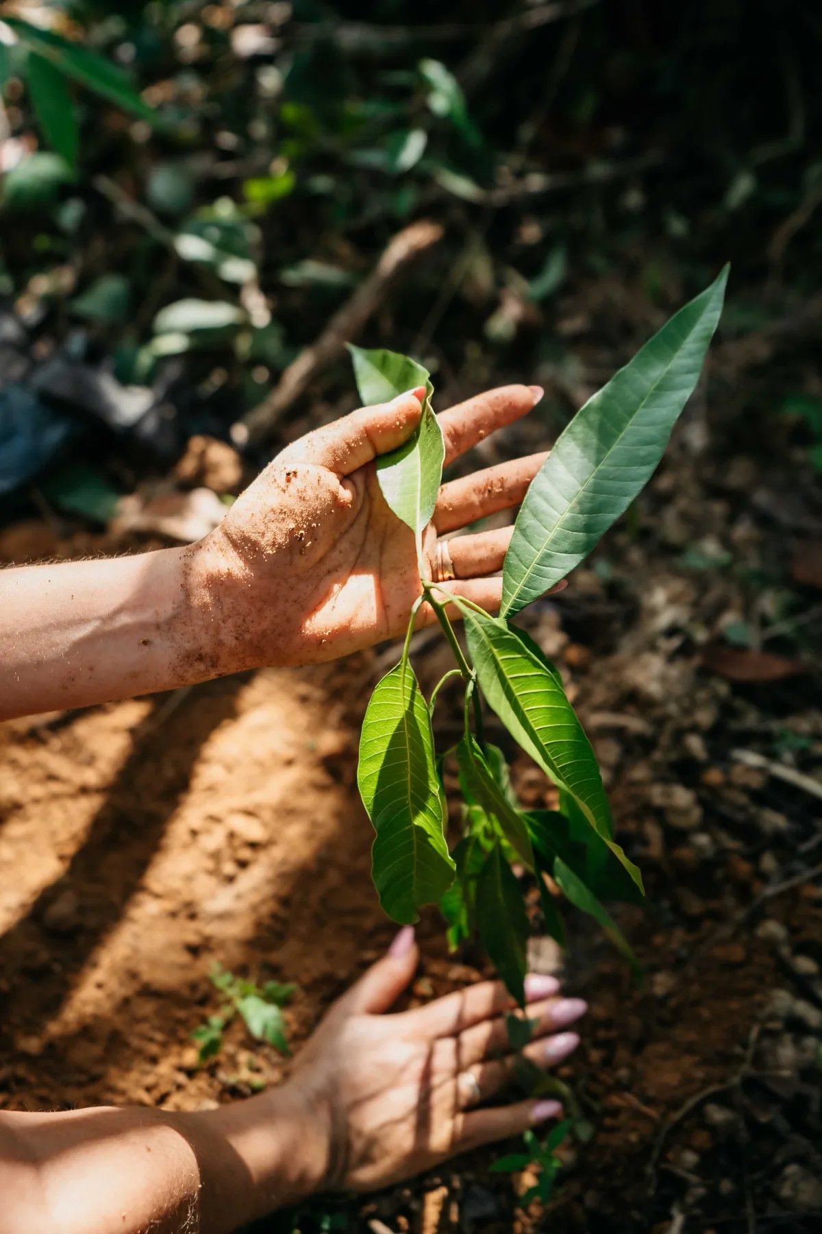 Participante plantando uma muda na terra da floresta