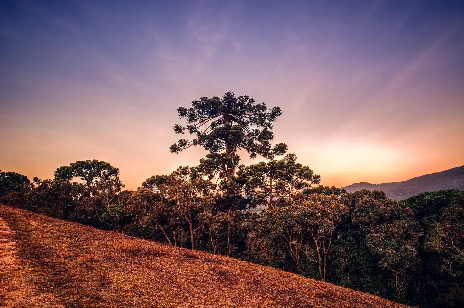Araucárias em Campos do Jordão