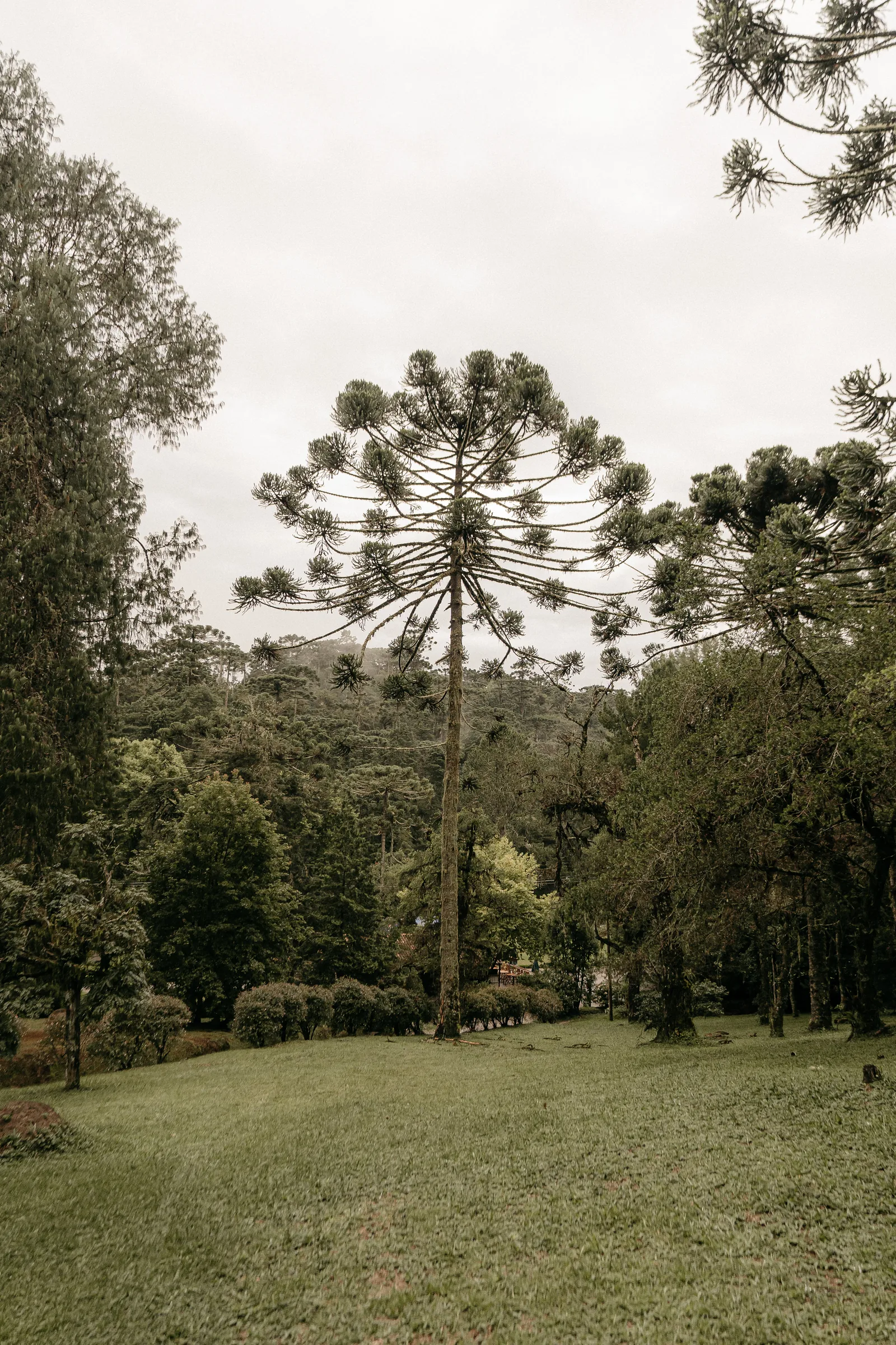Momento contemplativo em trilha no Horto Florestal