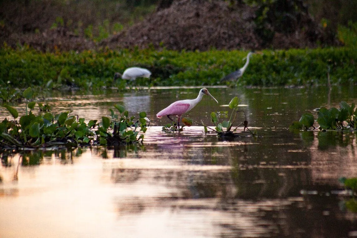 Momento contemplativo no Pantanal, o cenário sendo vivido