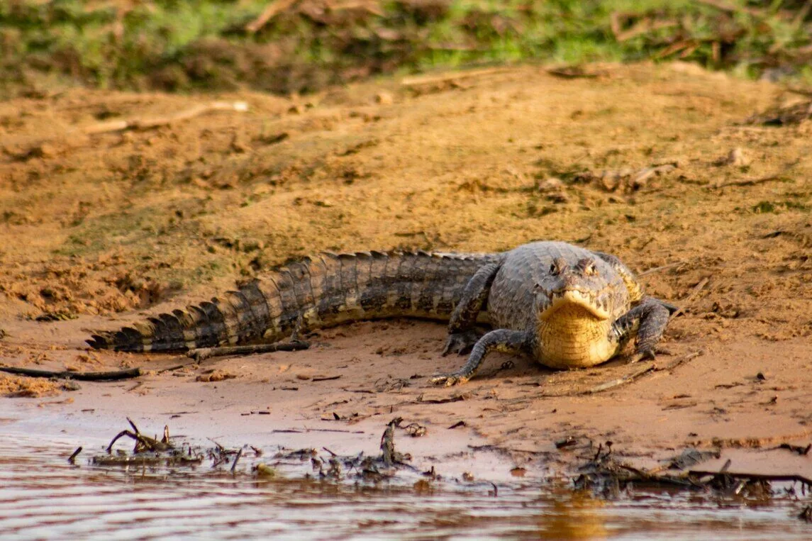 Focagem noturna no Pantanal, lanternas iluminando jacarés e olhos da fauna